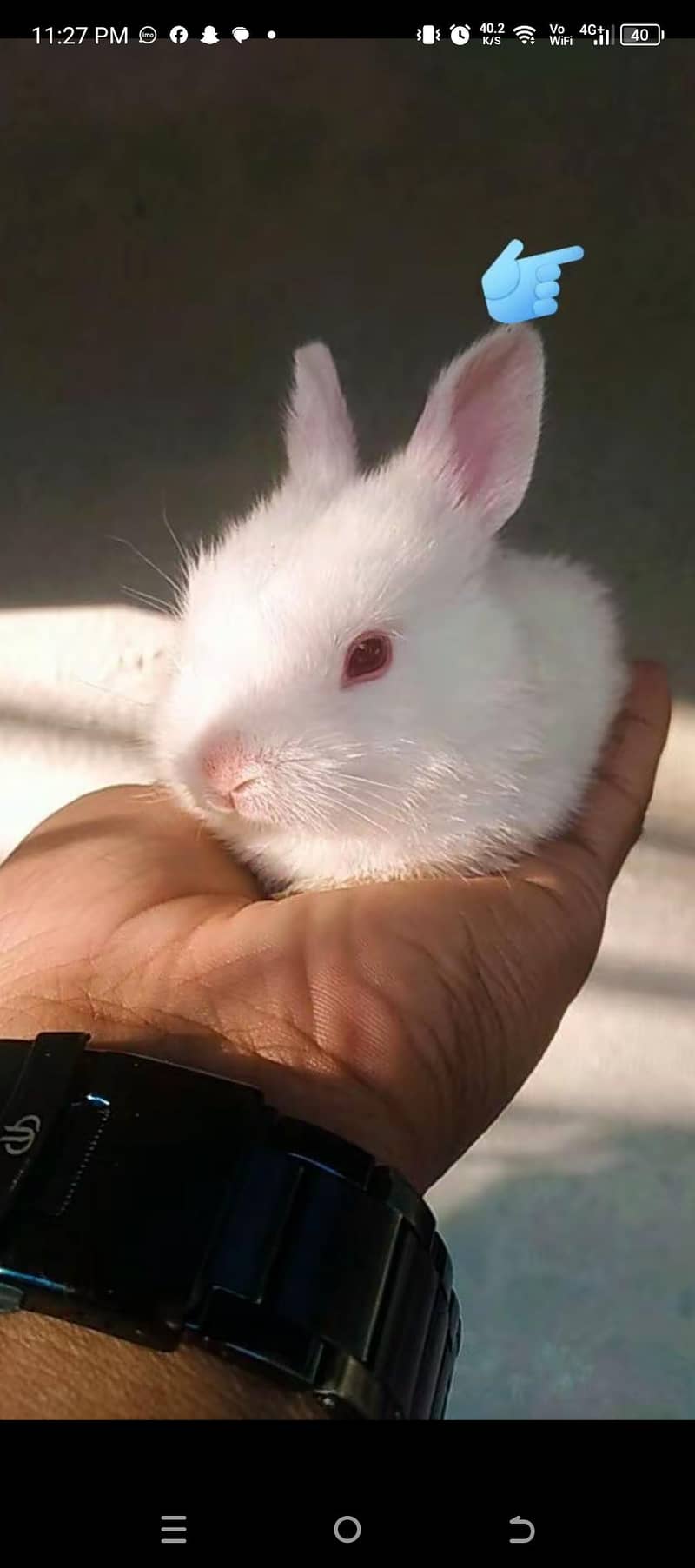 rabbit 4