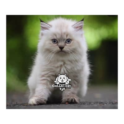 Persian British punch face piki face kitten cat available