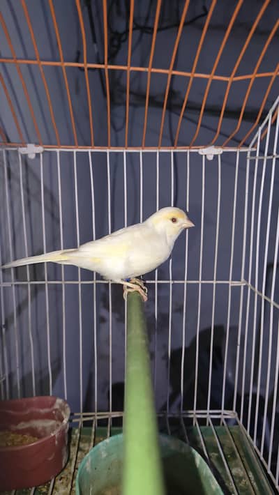 canary