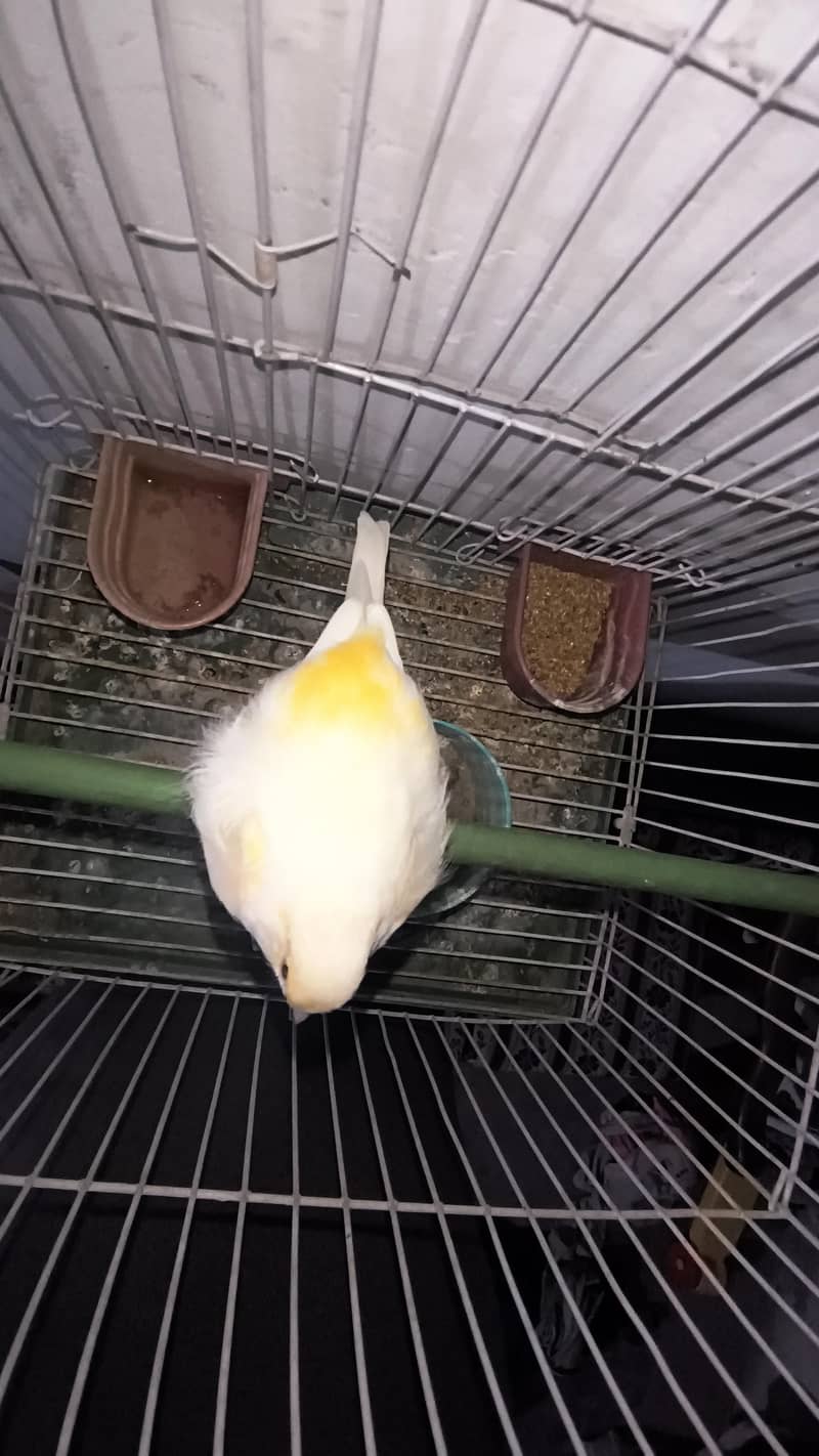 canary 1