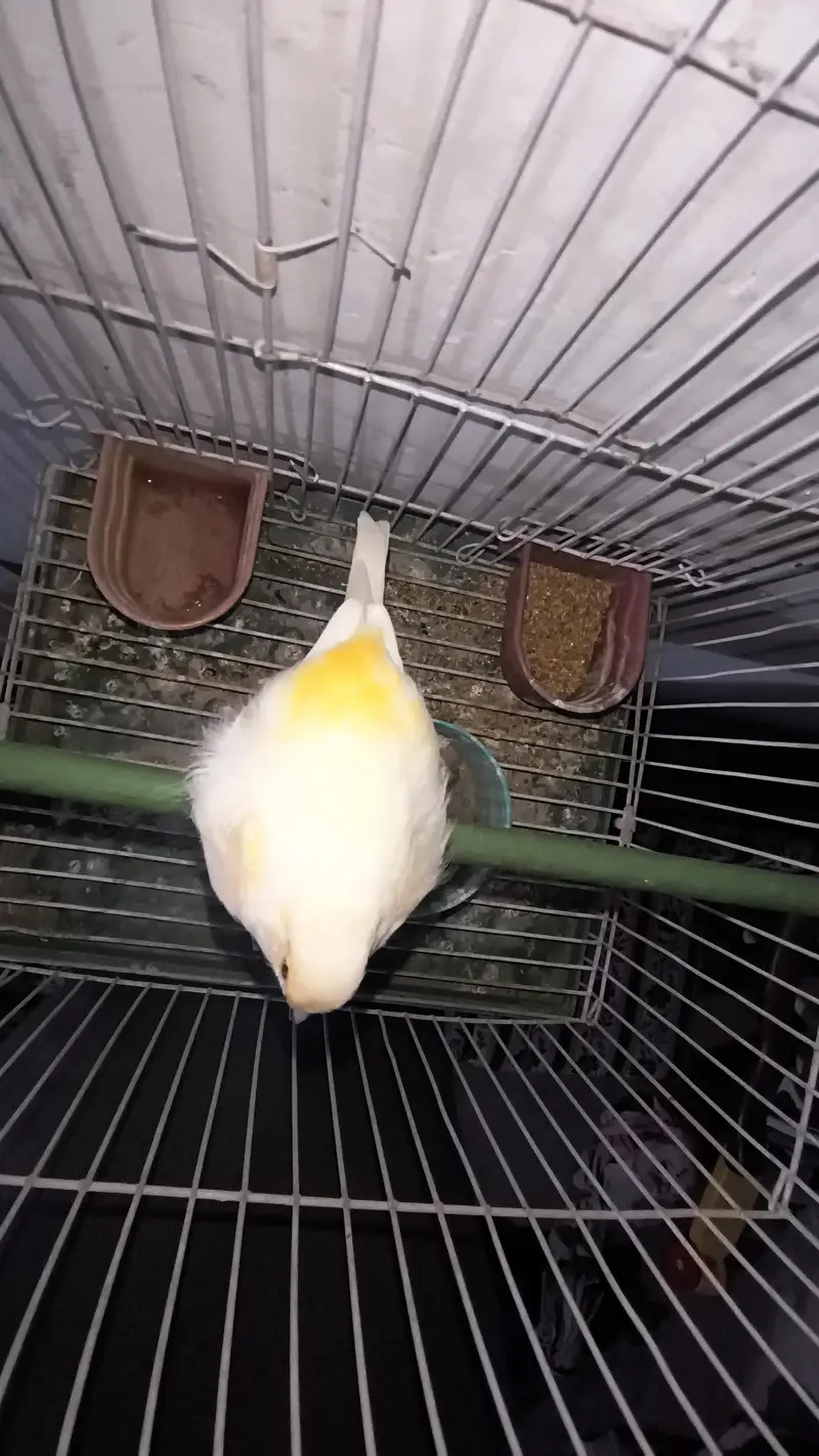 canary — photo 2