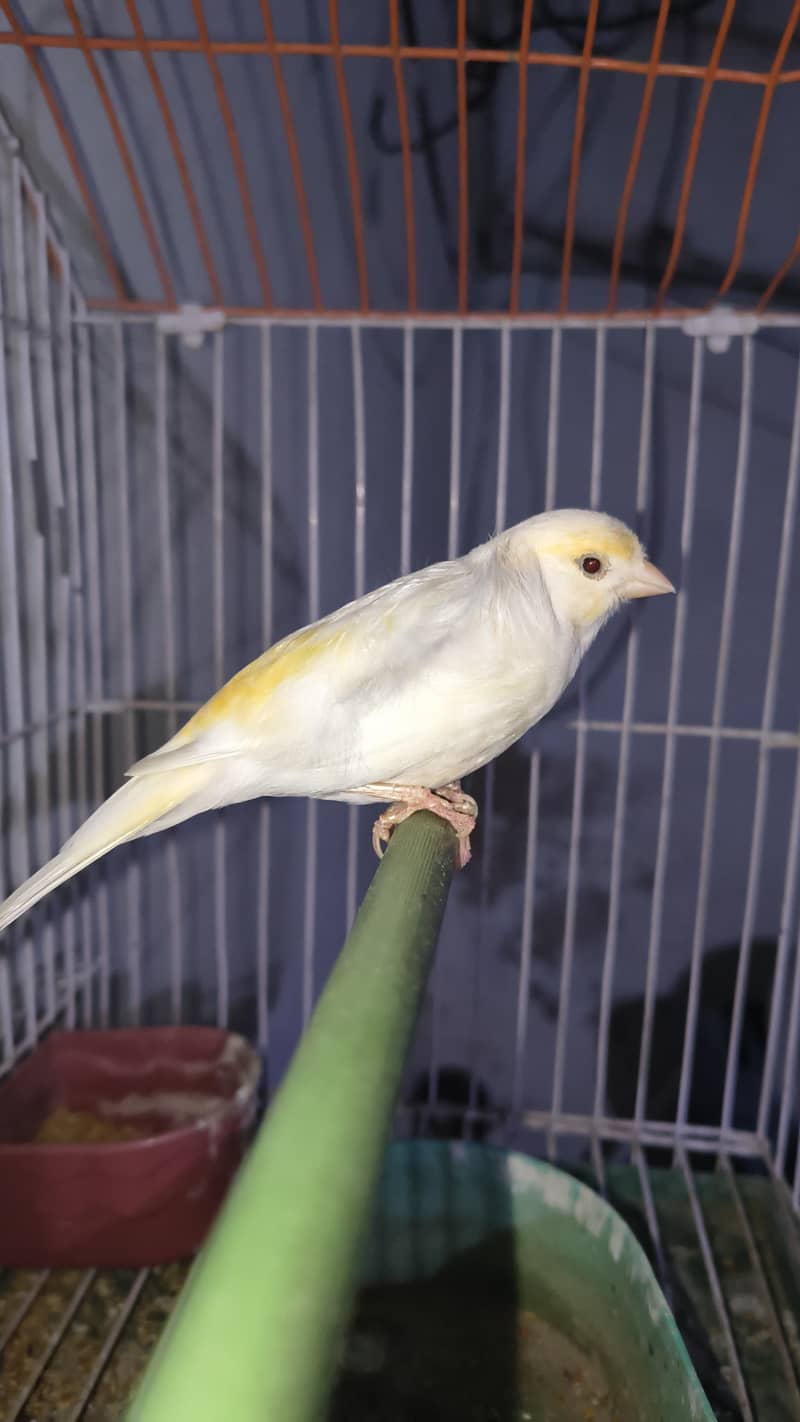 canary 2