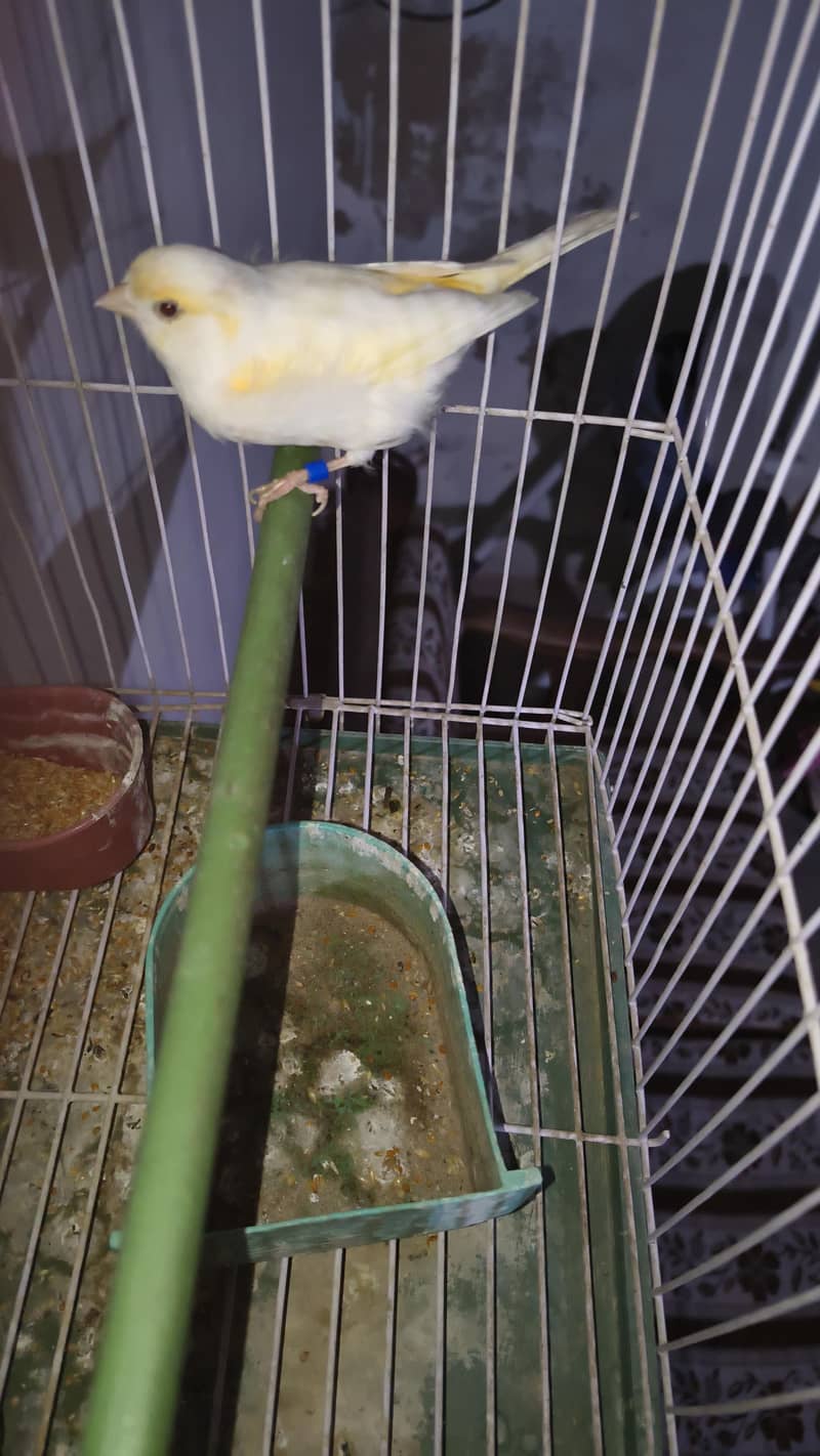 canary 3