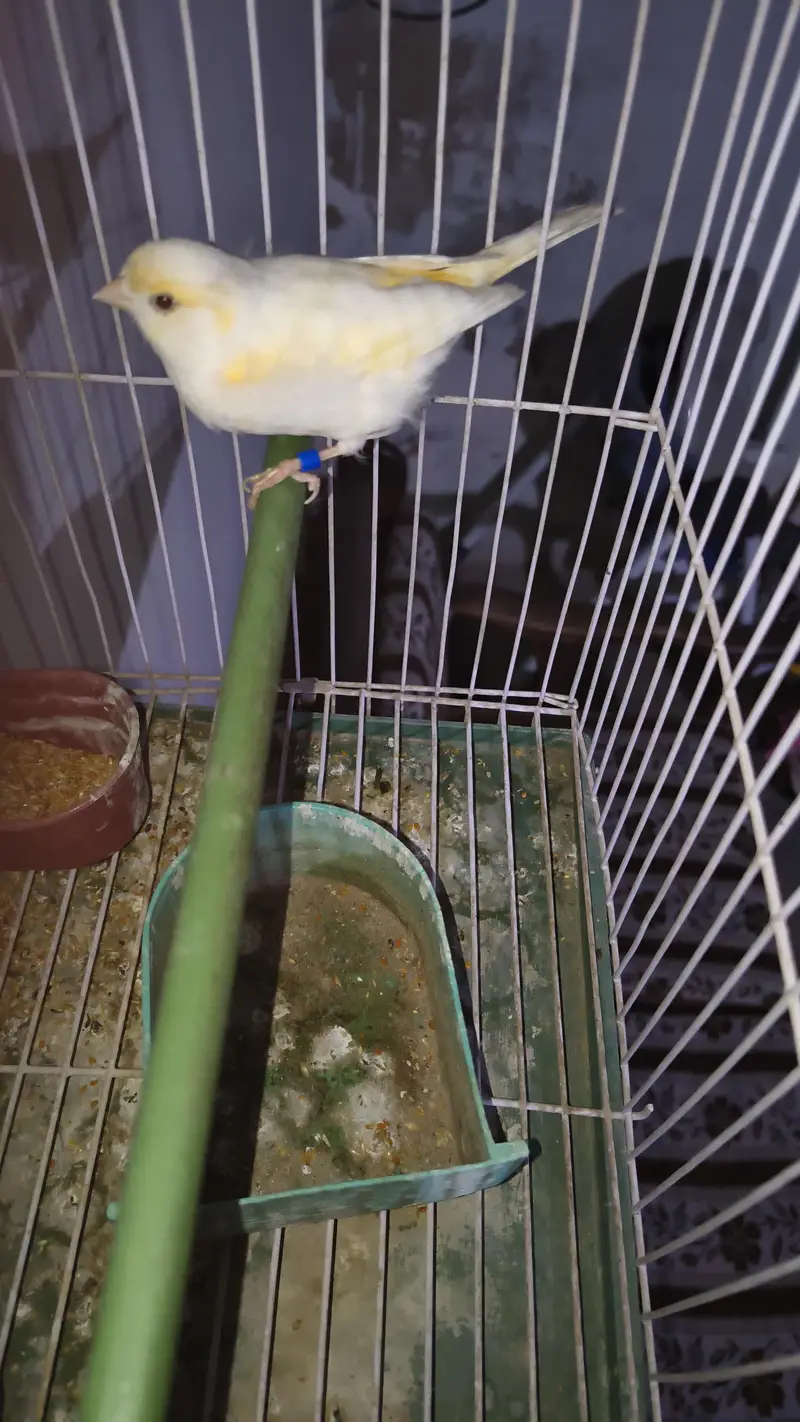 canary — photo 4