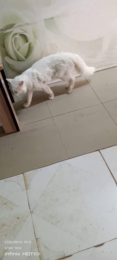 Persian male blue eyes double coat