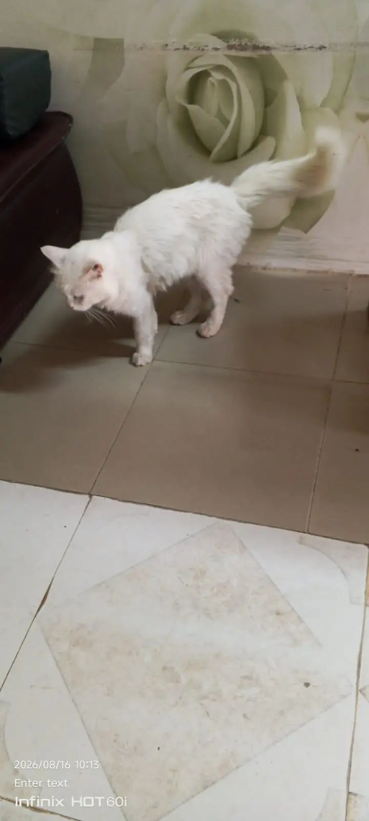 Persian male blue eyes double coat — photo 2