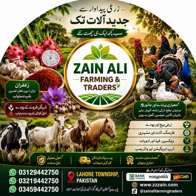 Zain Ali 03459442750