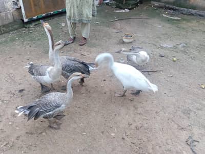 Ducks and Hens Male and Femal for sale