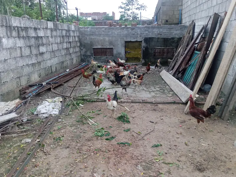 Ducks and Hens Male and Femal for sale — photo 2