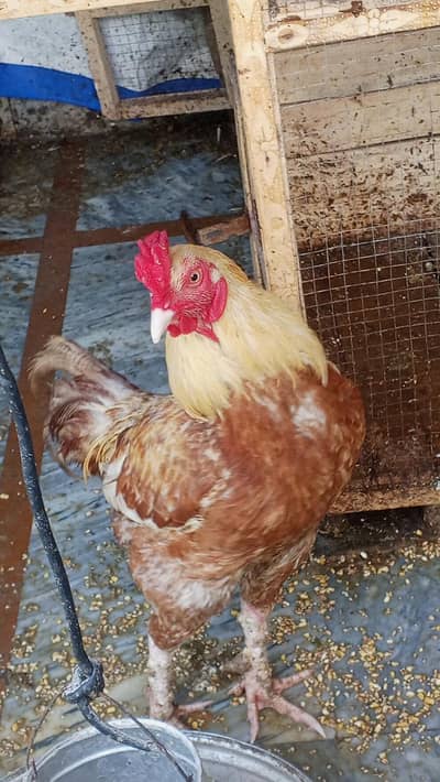 15 DESI HENS WITH CAGE