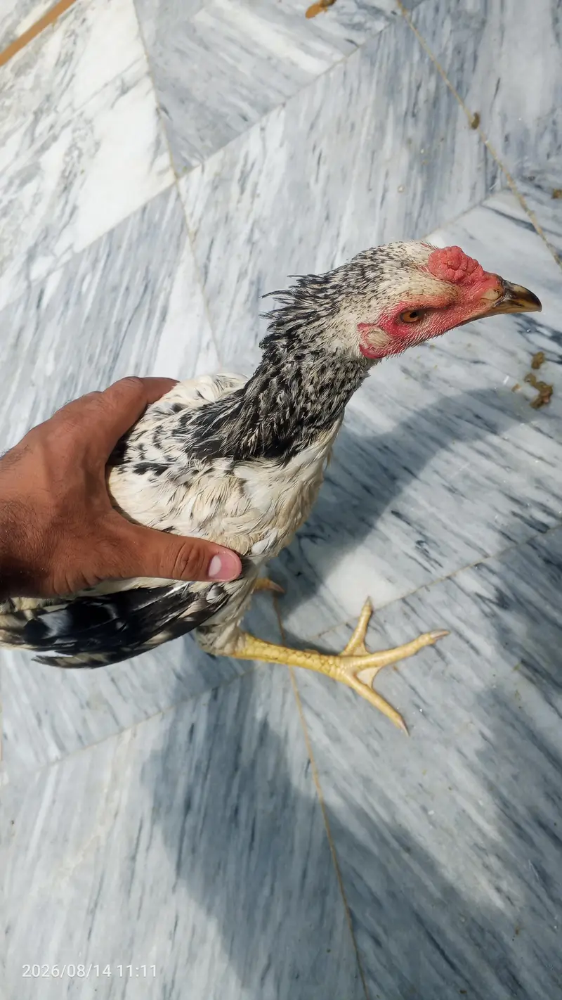 15 DESI HENS WITH CAGE — photo 2