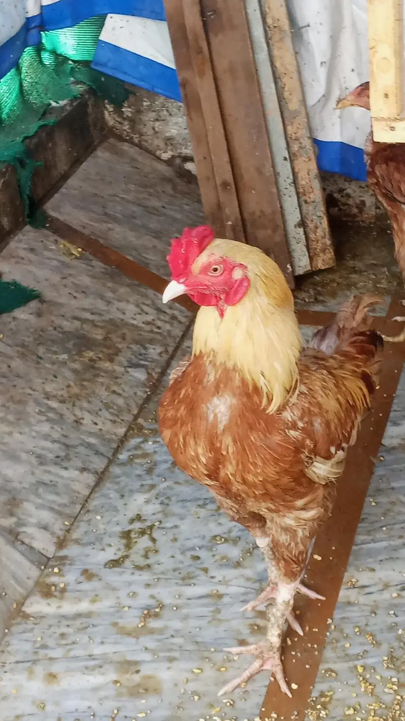 15 DESI HENS WITH CAGE — photo 3