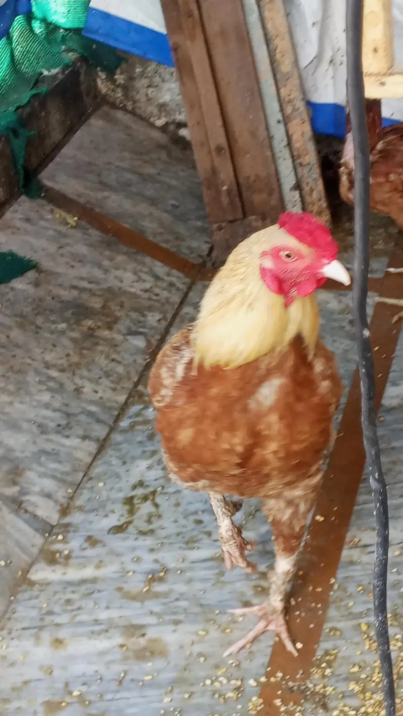 15 DESI HENS WITH CAGE — photo 4