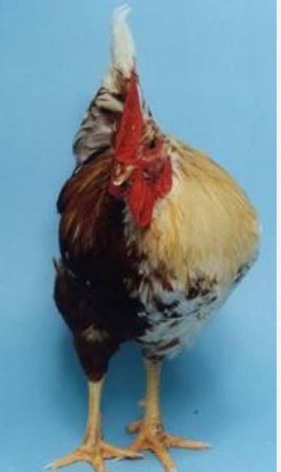 cats hens for sale