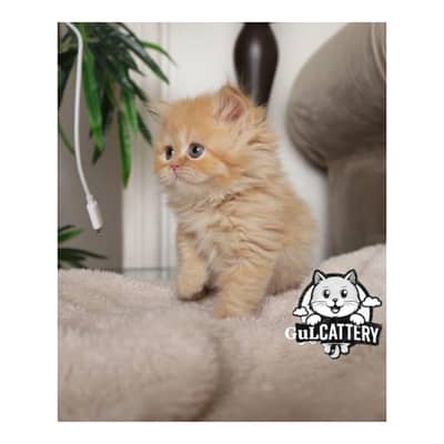 Persian British punch face piki face kitten cat available