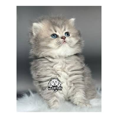 Persian British punch face piki face kitten cat available
