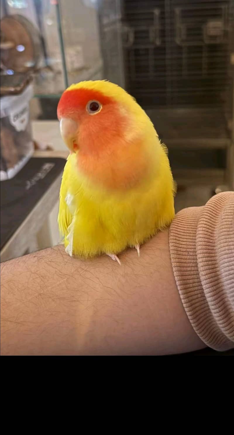 parrot  0