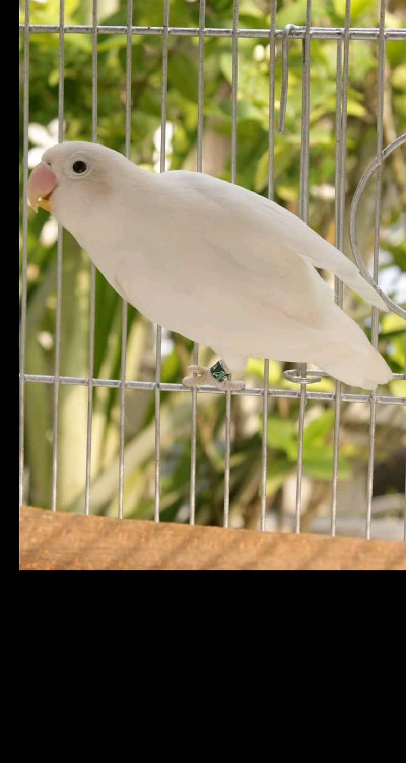 parrot  1