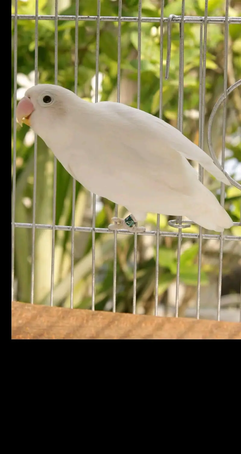 parrot  — photo 2