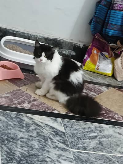 dubble coat parsion cat pair