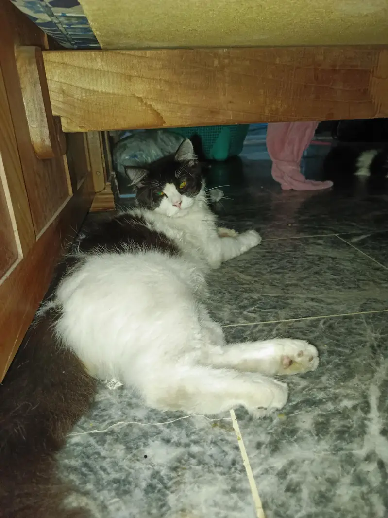 dubble coat parsion cat pair — photo 2
