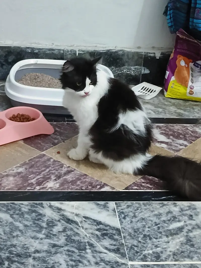 dubble coat parsion cat pair — photo 3