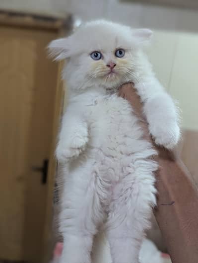 Persian kittens available for sale healthy and active