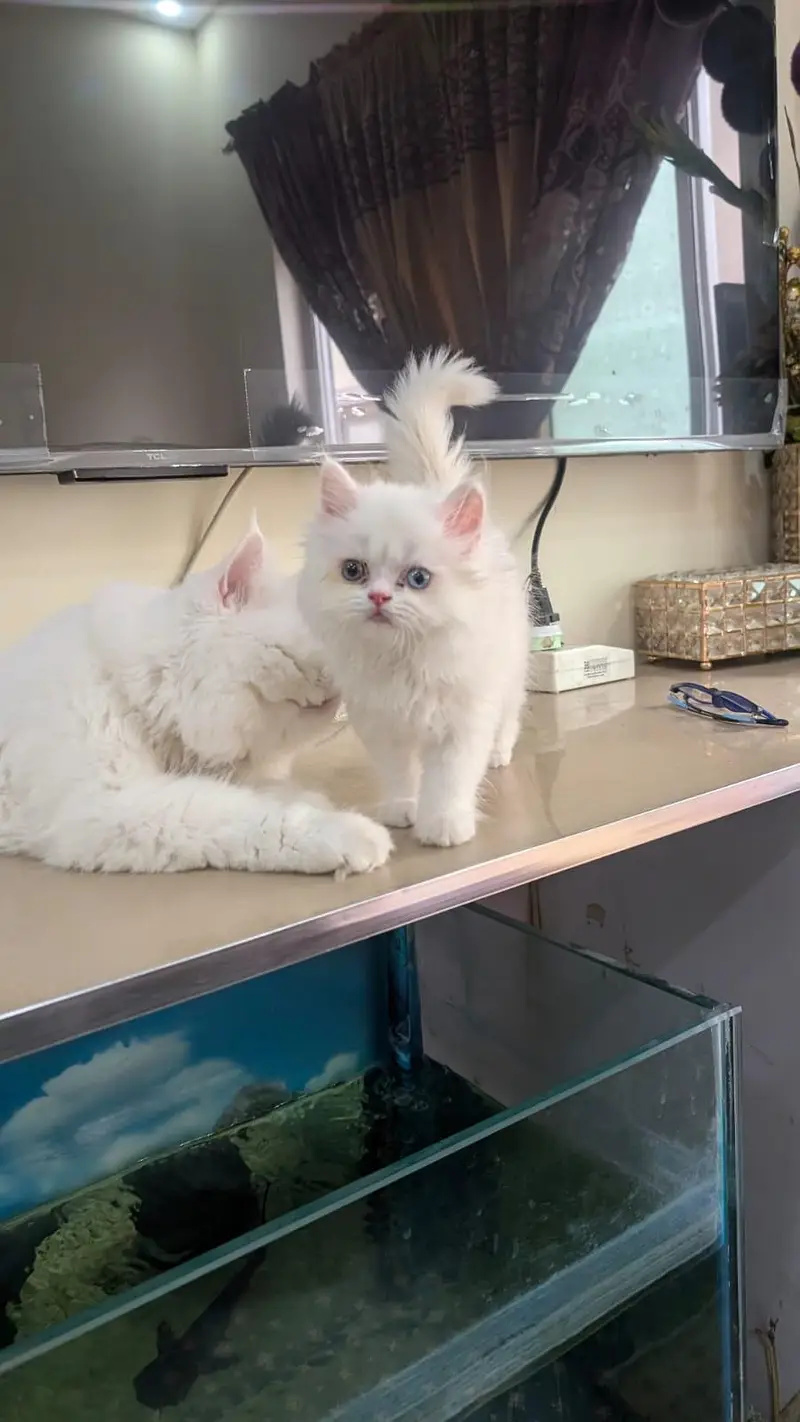 Persian kittens available for sale healthy and active — photo 2