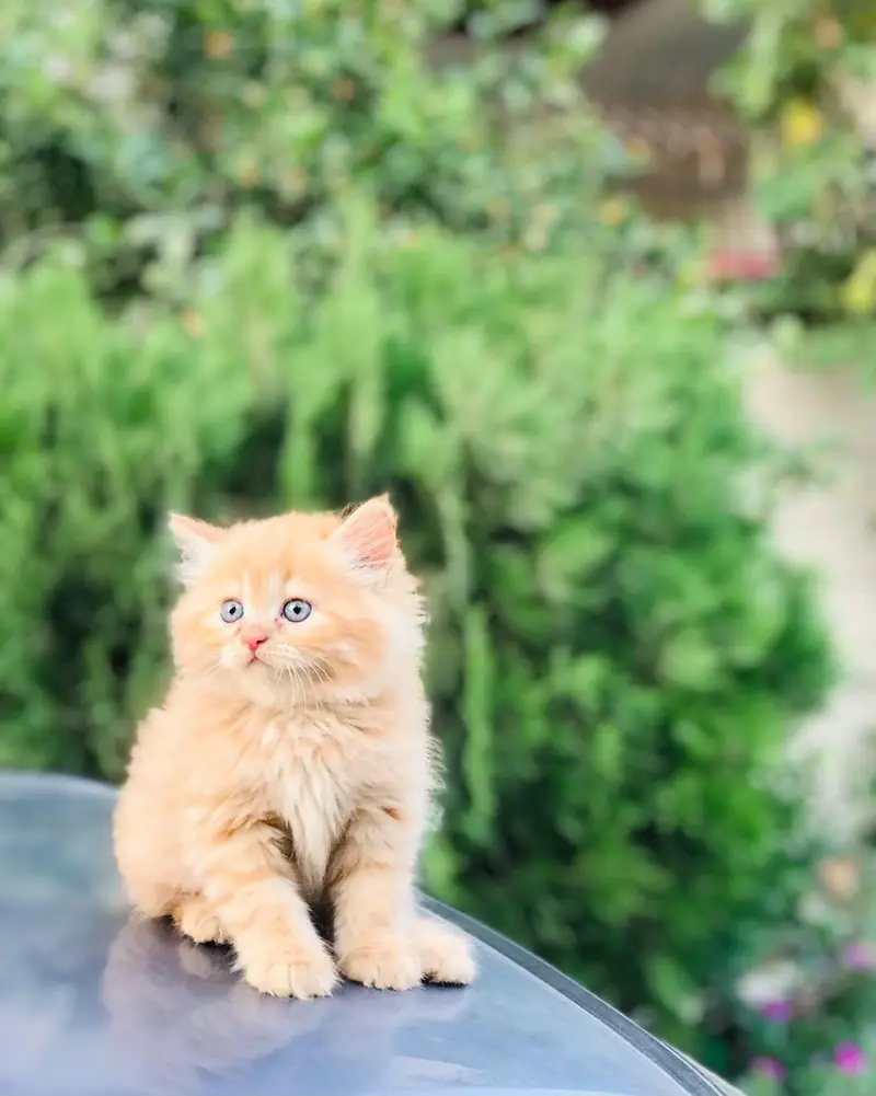 Persian kittens available for sale healthy and active — photo 3