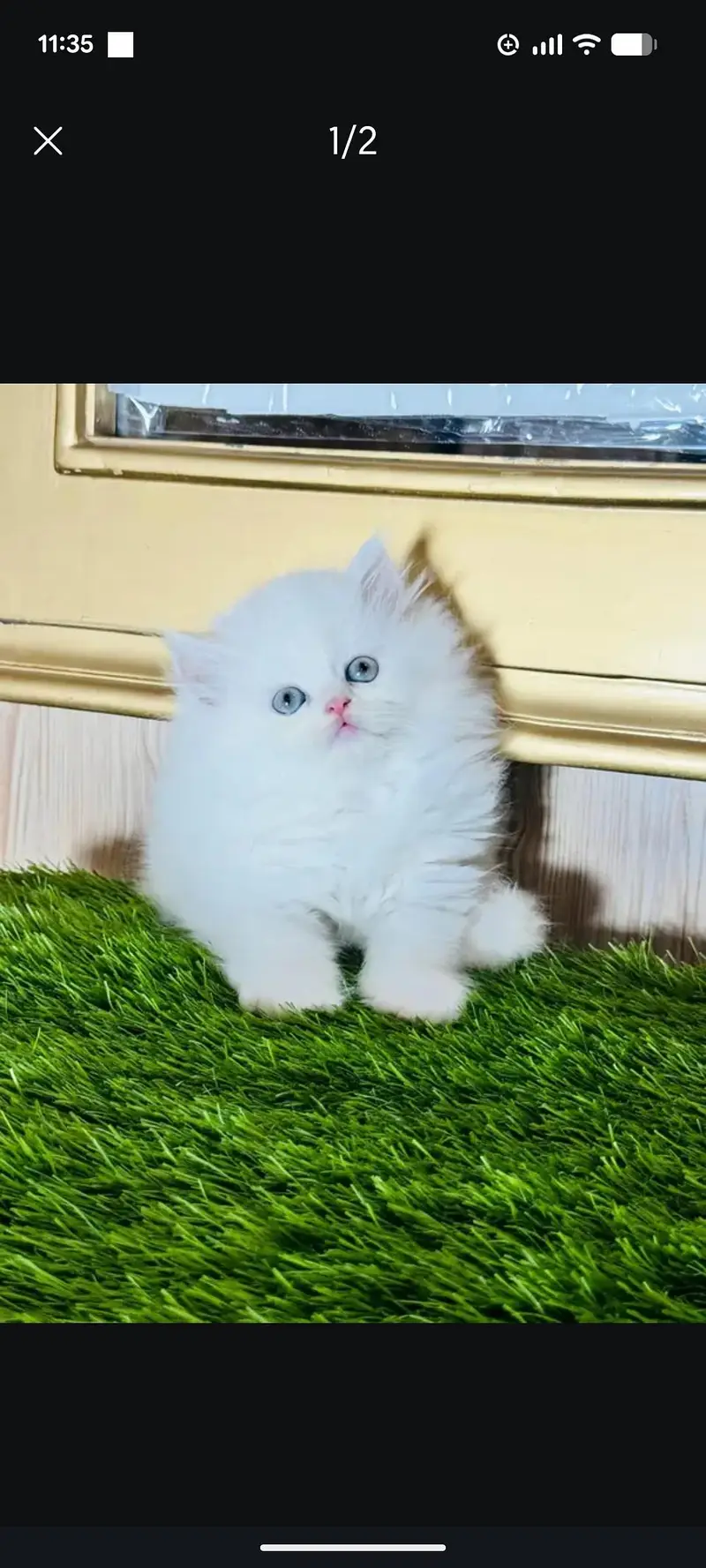Persian kittens available for sale healthy and active — photo 4