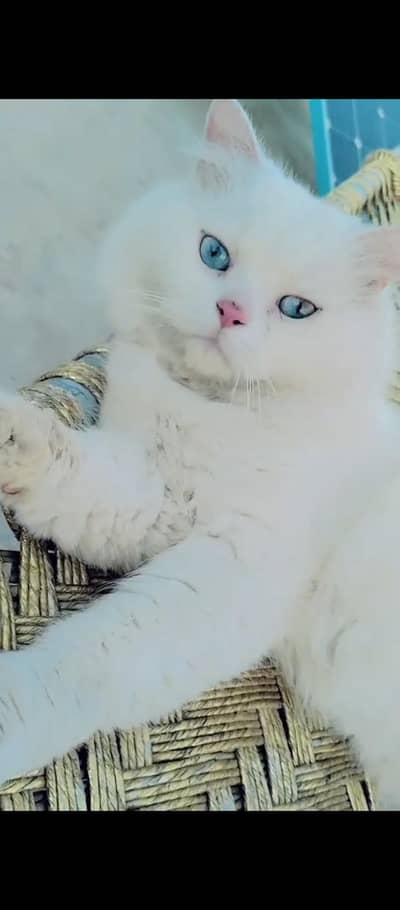 Doll face white Persian male cat for sale in Hyderabad