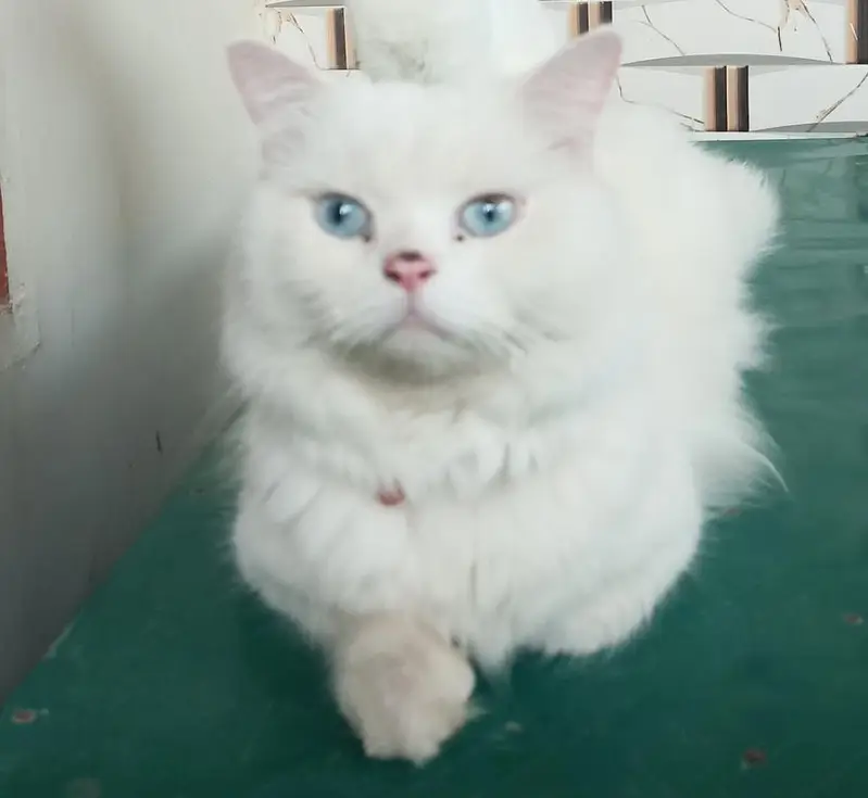 Doll face white Persian male cat for sale in Hyderabad — photo 2