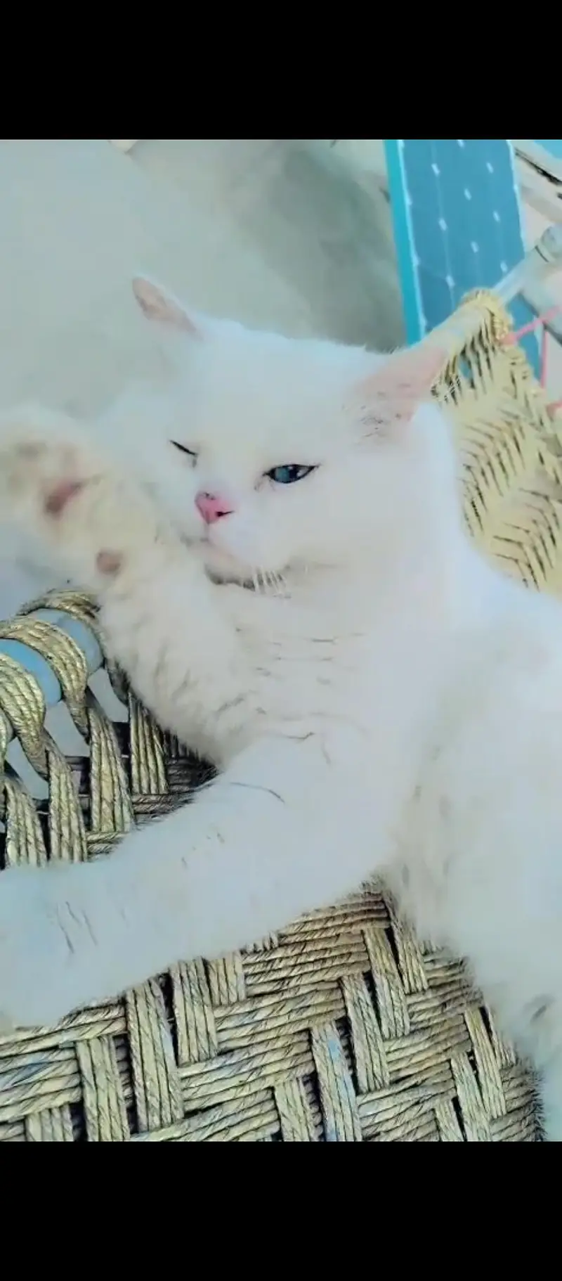 Doll face white Persian male cat for sale in Hyderabad — photo 3