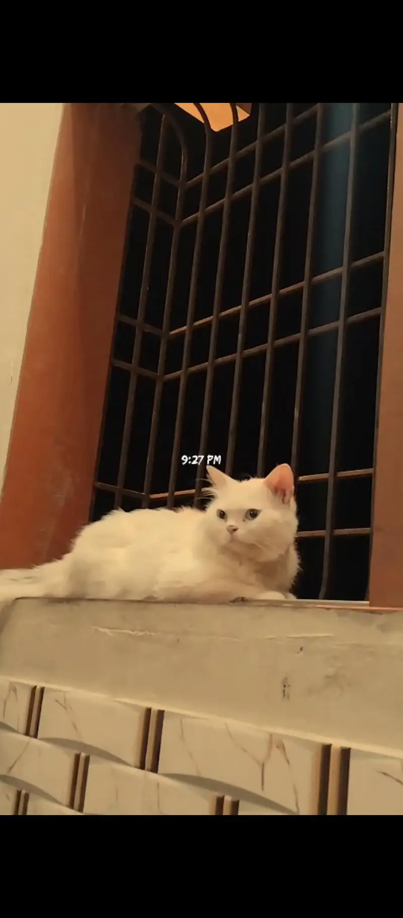 Doll face white Persian male cat for sale in Hyderabad — photo 4