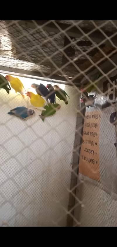 healthy and active love birds