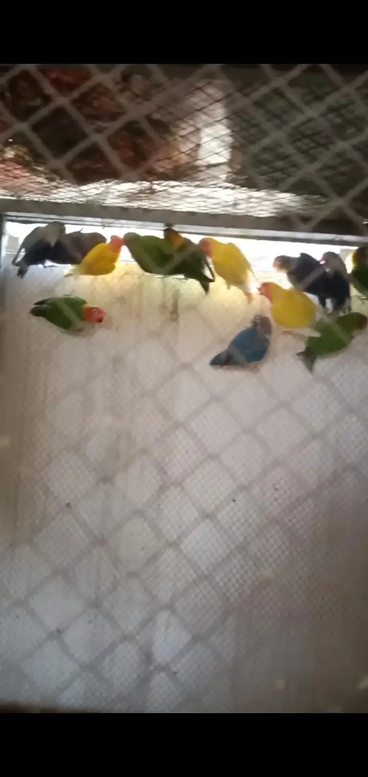 healthy and active love birds — photo 2