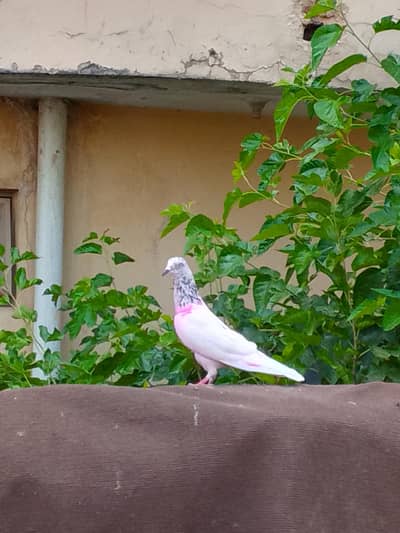 jhon seri female for sale high quality breader female