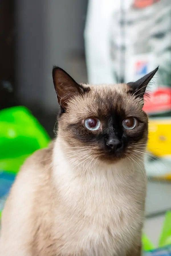 Saimes cat 0