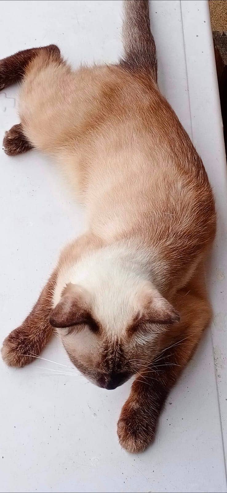 Saimes cat 1