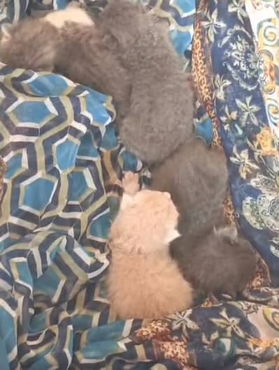 triple cote prison kittan for sale pair 03181833788wtsp