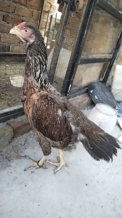 Aseel murgy murgiya available