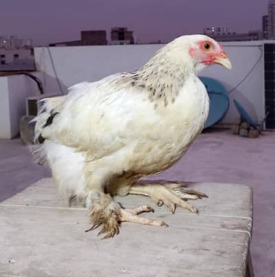 Brahma Chicks