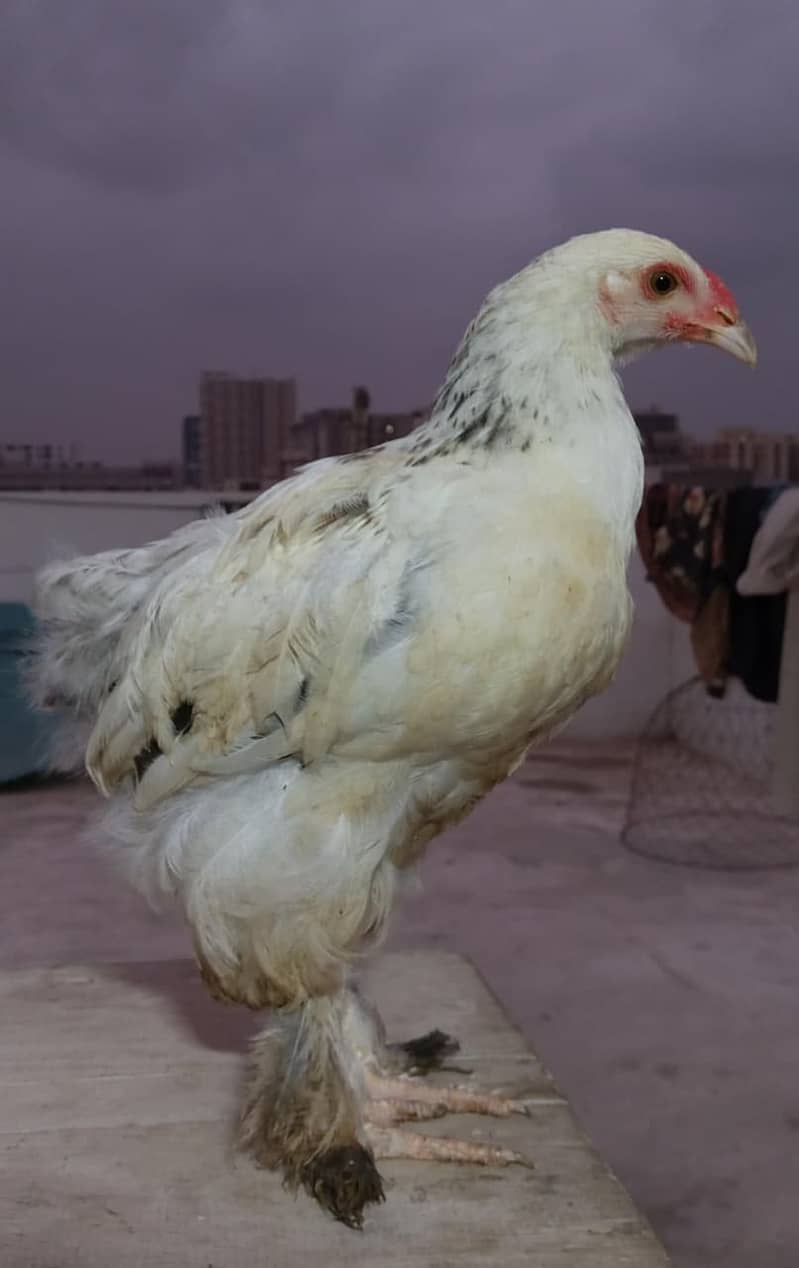 Brahma Chicks 1