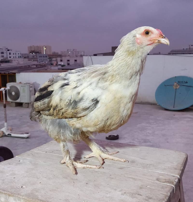 Brahma Chicks 2