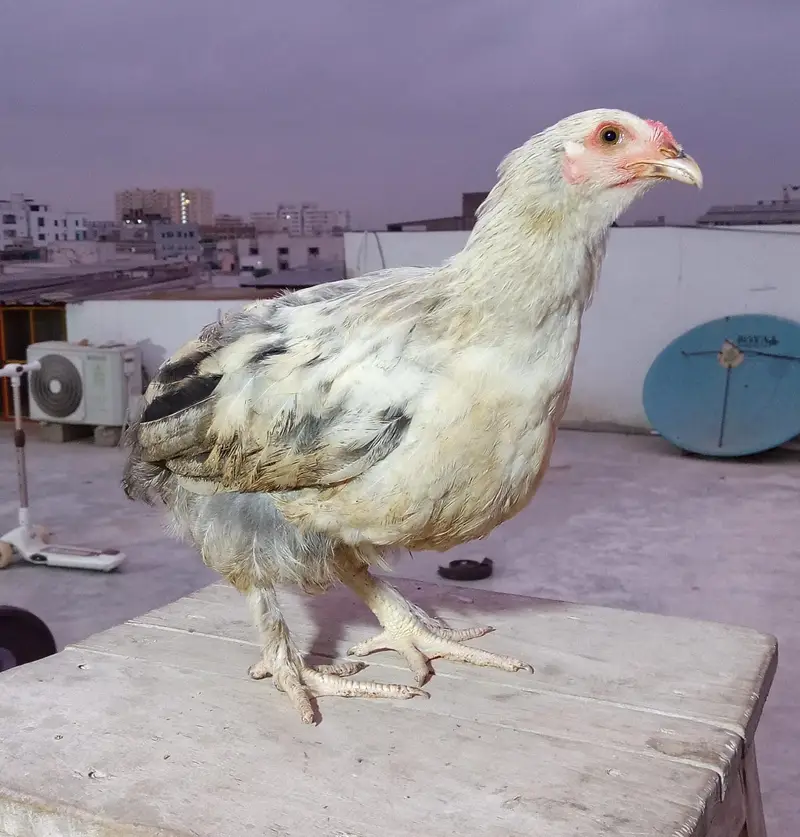 Brahma Chicks — photo 3