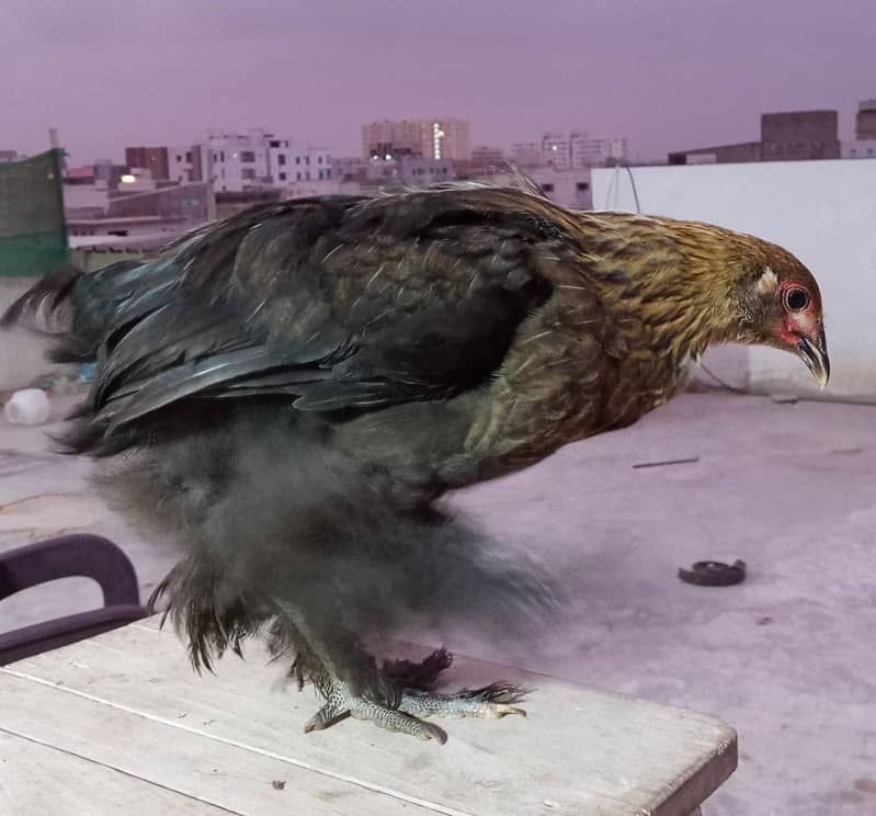 Brahma Chicks 3