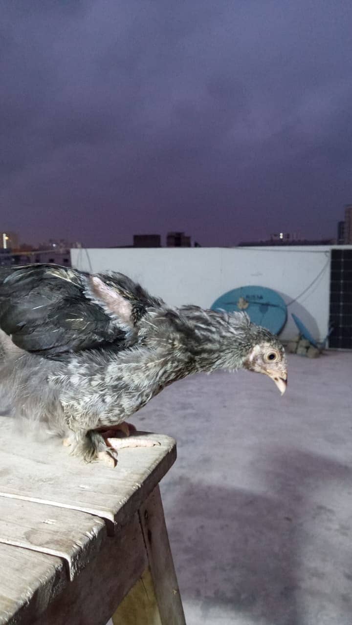 Brahma Chicks 4