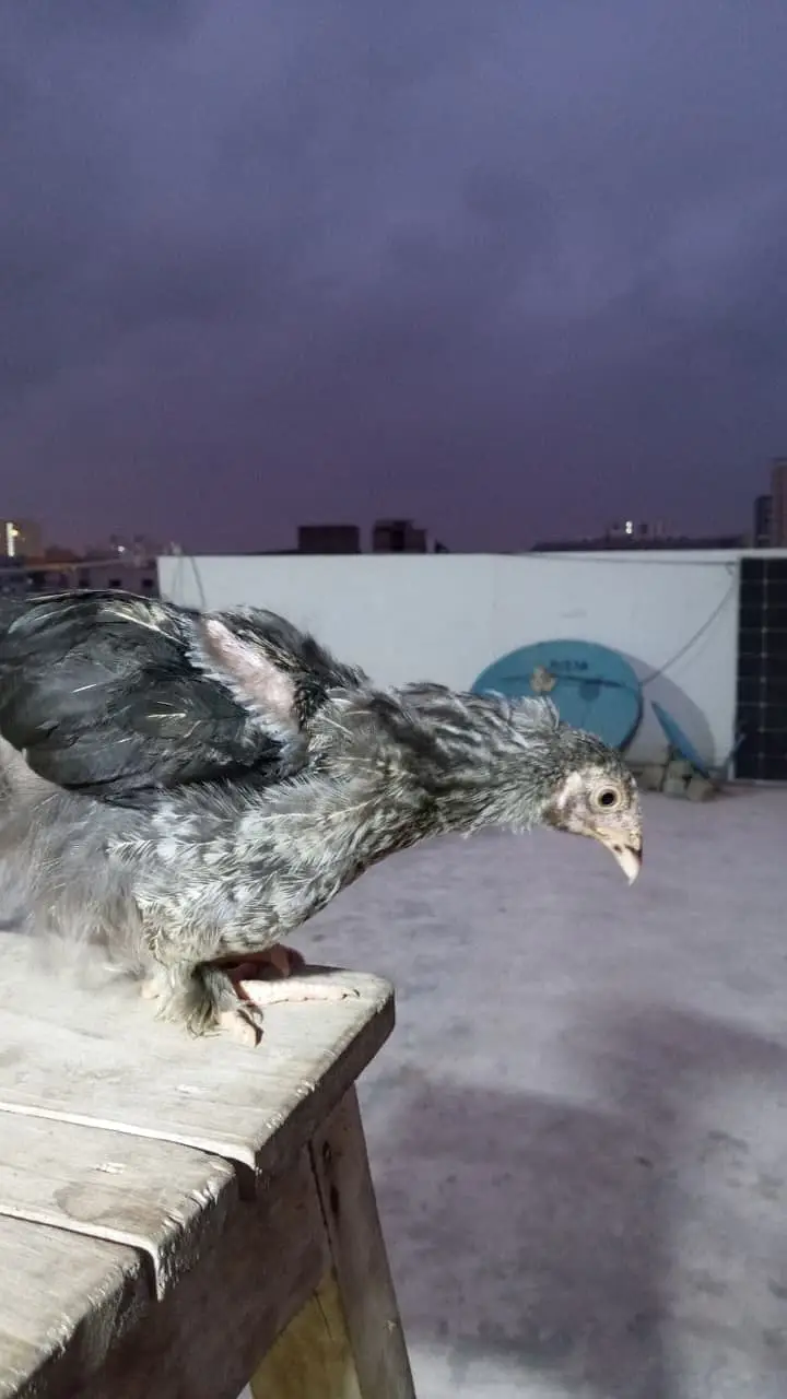 Brahma Chicks — photo 5