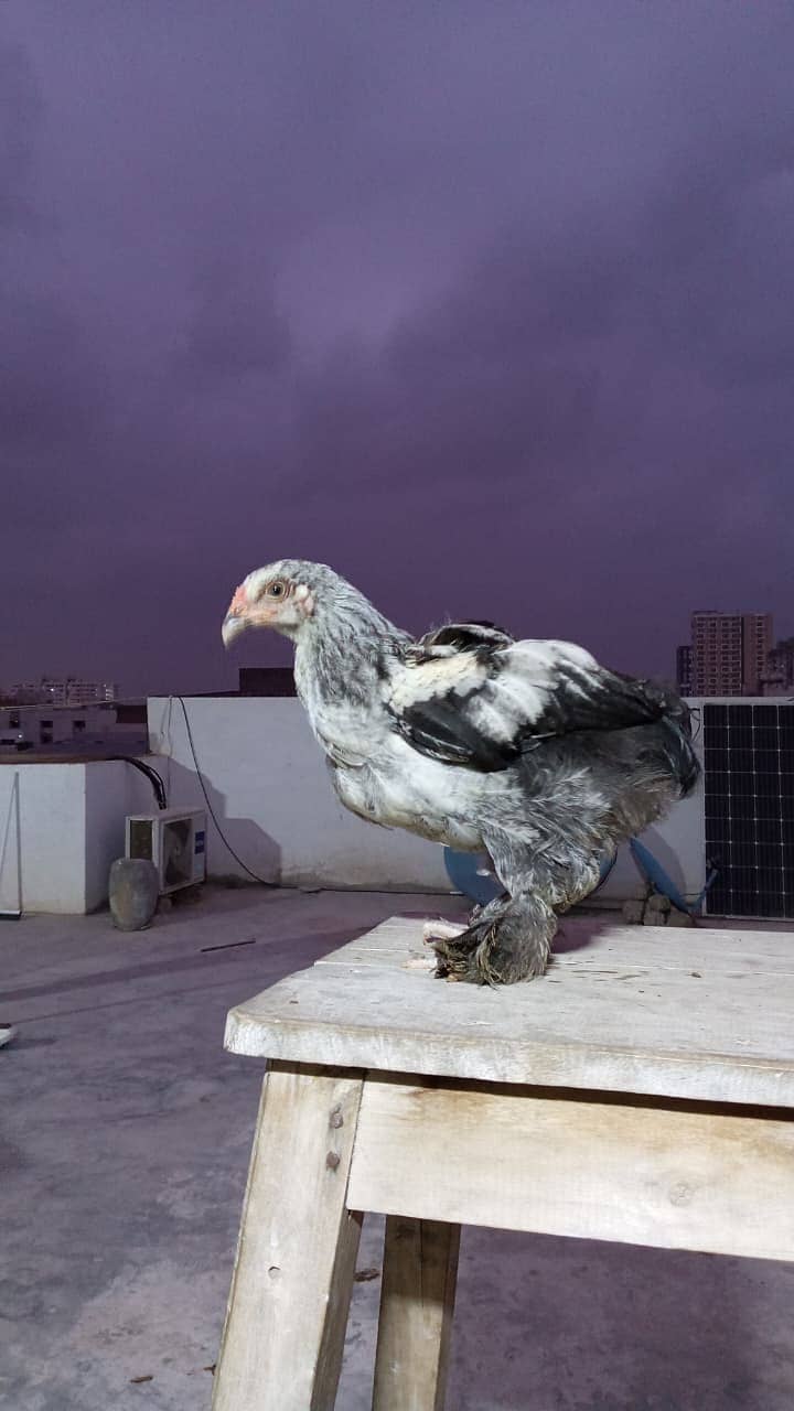 Brahma Chicks 6