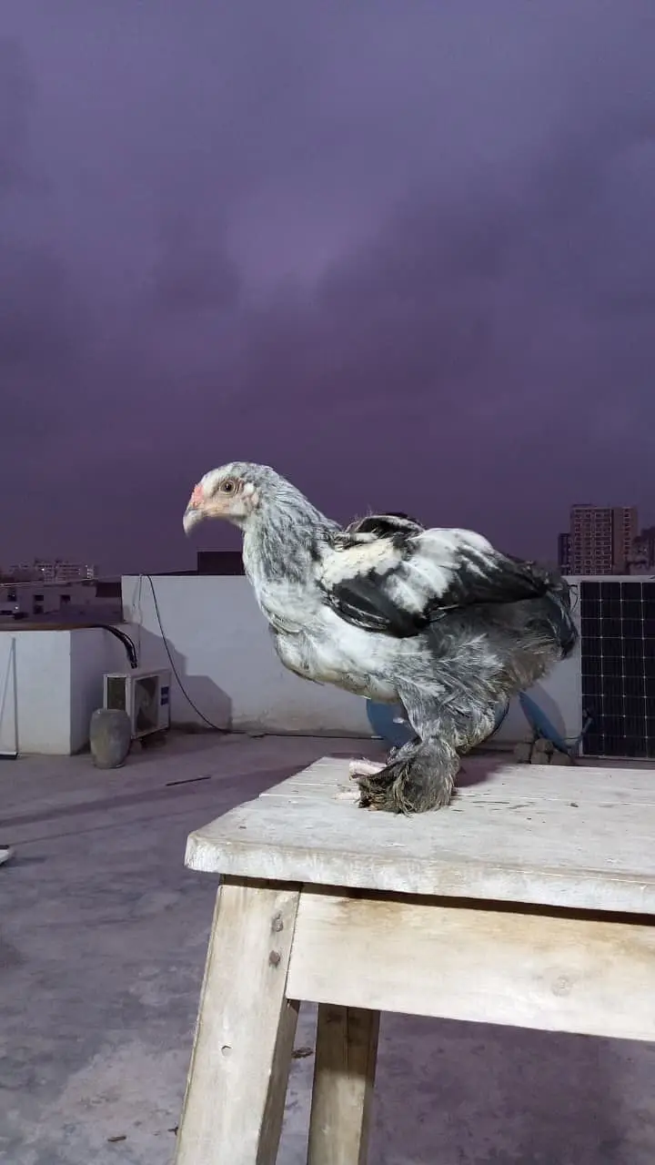 Brahma Chicks — photo 7